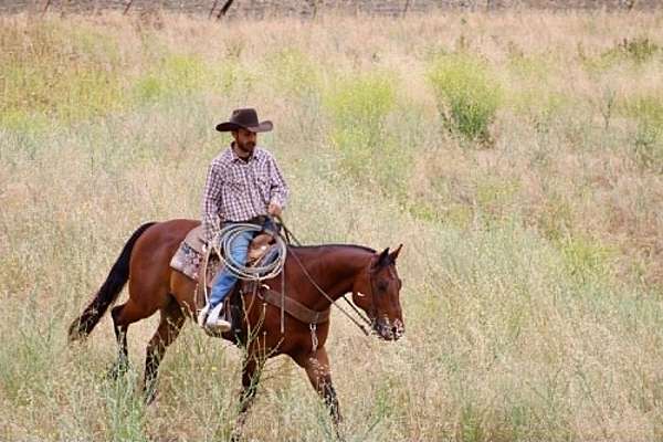 experienced-quarter-horse