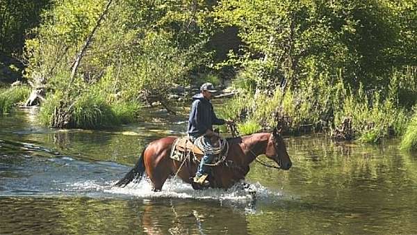 flashy-quarter-horse