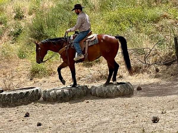 husband-safe-quarter-horse