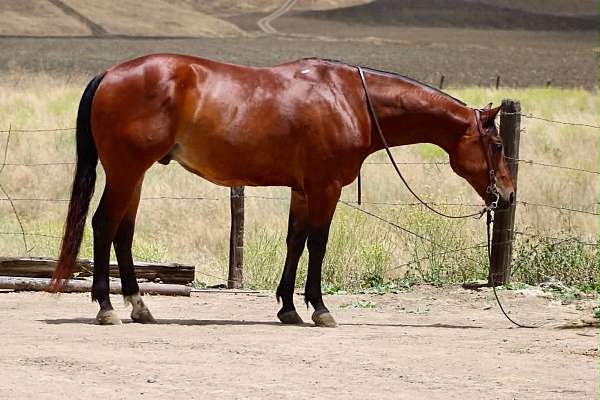 kid-safe-quarter-horse