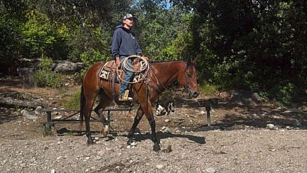 performance-quarter-horse