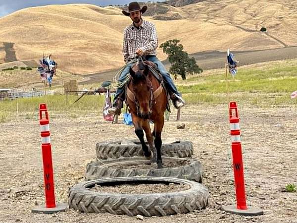 ranch-quarter-horse