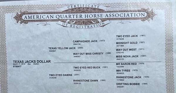 ranch-versatility-quarter-horse