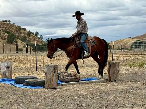 ranch-work-quarter-horse