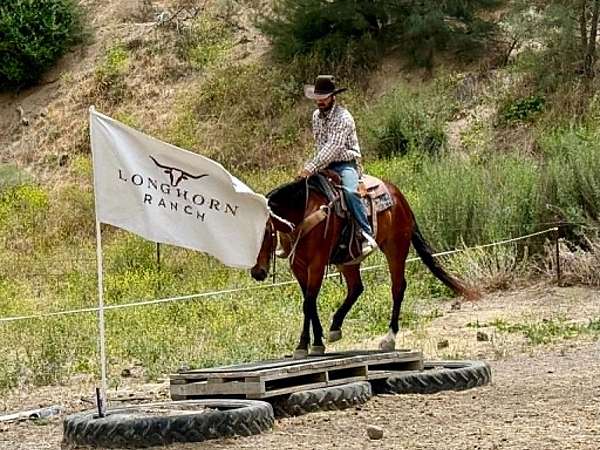 ridden-western-quarter-horse