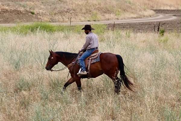 trail-quarter-horse