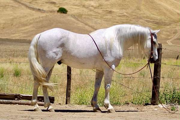 grey-working-cattl-horse