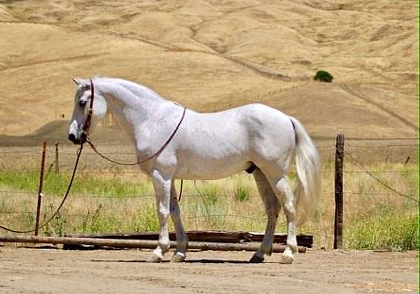 all-around-quarter-horse