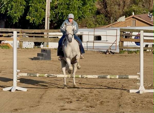 athletic-quarter-horse