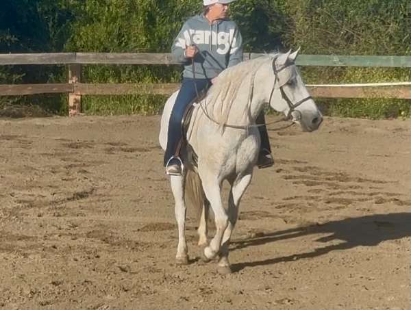 beginner-quarter-horse