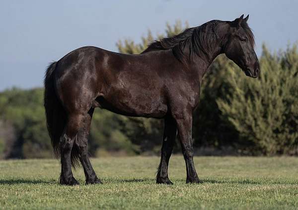 all-around-draft-horse
