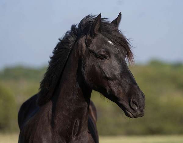 athletic-draft-horse