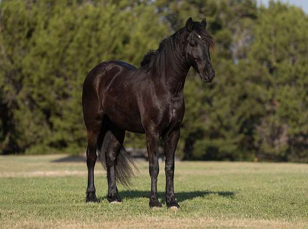 endurance-draft-horse