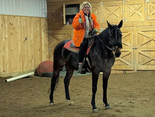 standardbred-race-horse
