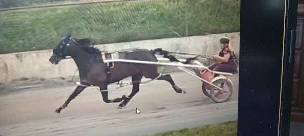 endurance-horse-standardbred