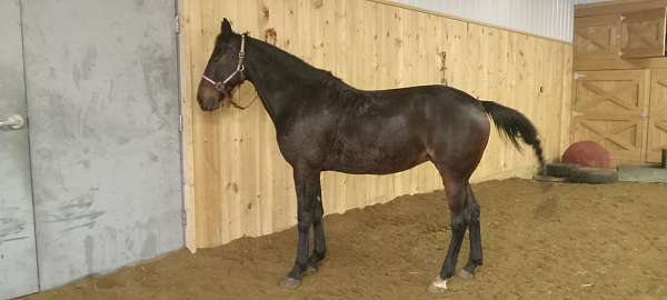 trail-horse-standardbred