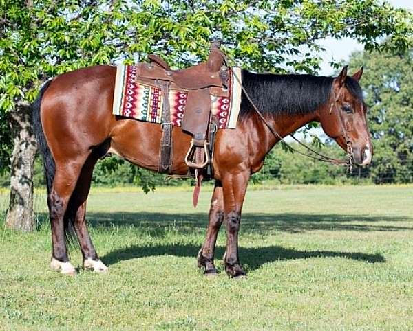 all-around-quarter-horse
