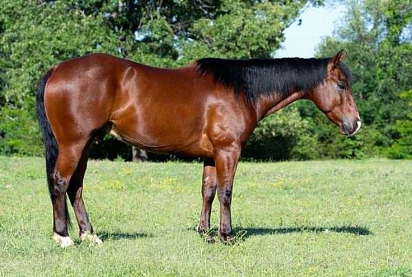 athletic-quarter-horse