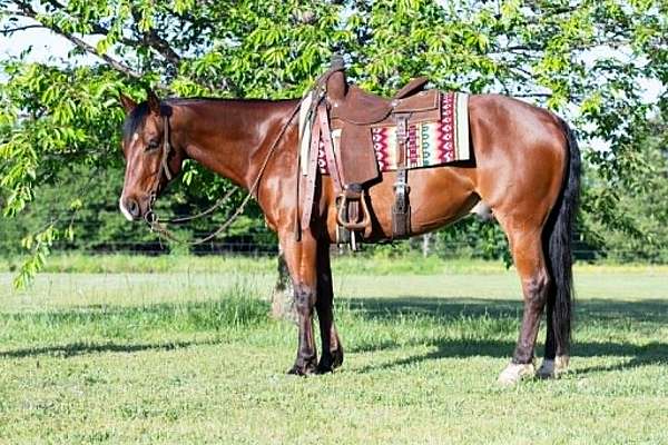 beginner-quarter-horse