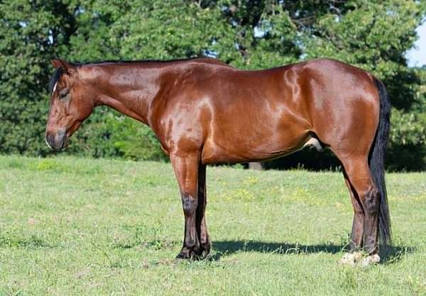 calf-roping-quarter-horse