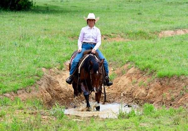 endurance-quarter-horse