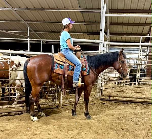 husband-safe-quarter-horse