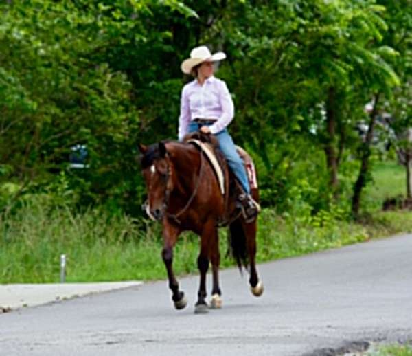 kid-safe-quarter-horse