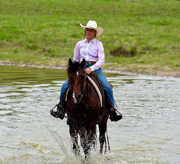 playday-quarter-horse