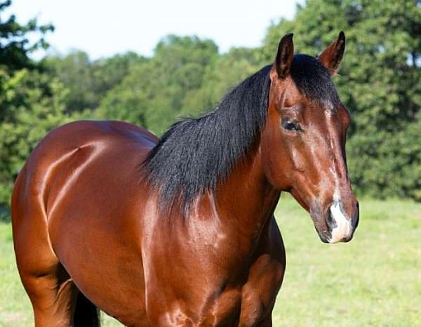 ranch-quarter-horse