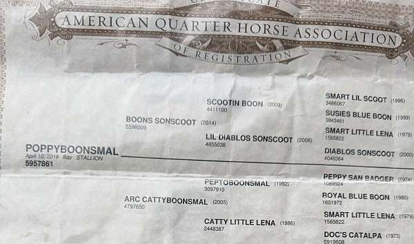 ridden-western-quarter-horse