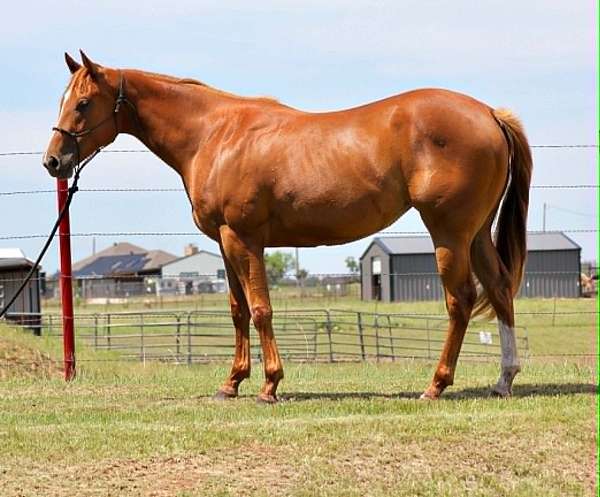 all-around-quarter-horse