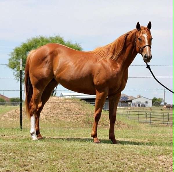 athletic-quarter-horse