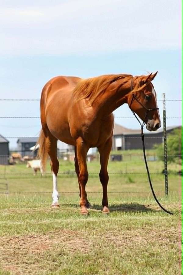 barrel-racing-quarter-horse