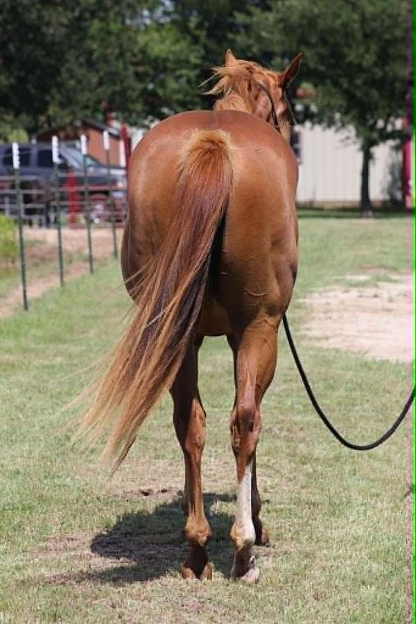 endurance-quarter-horse