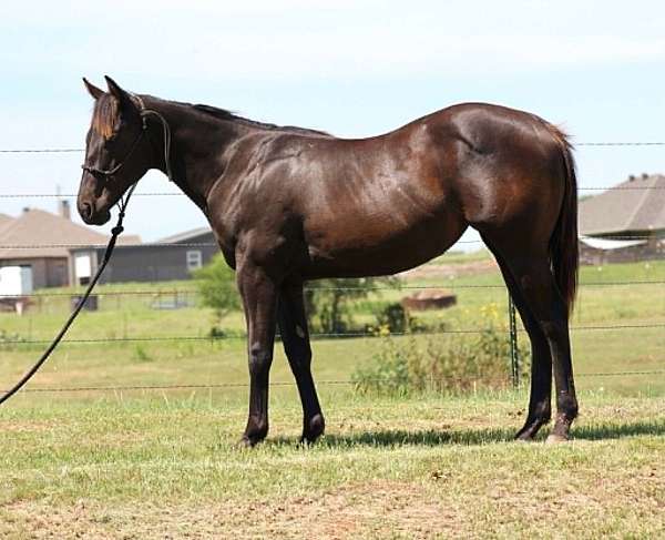 all-around-quarter-horse