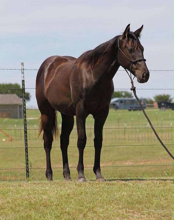athletic-quarter-horse