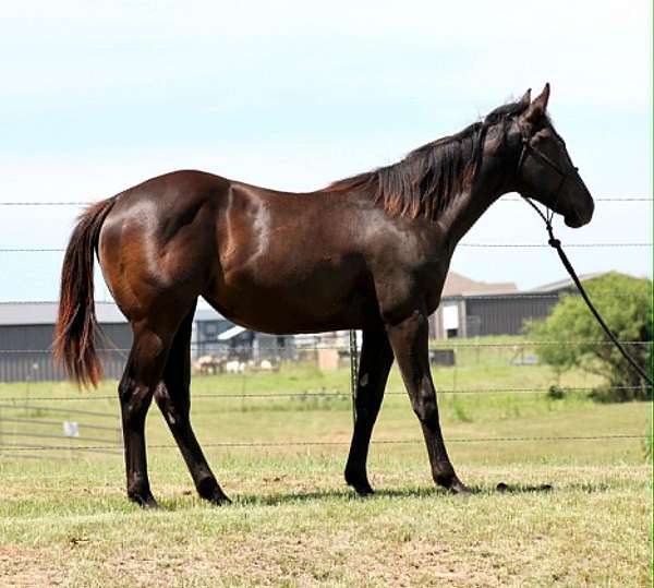 endurance-quarter-horse