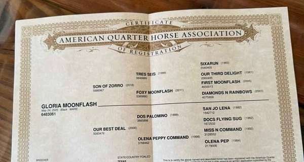 performance-quarter-horse
