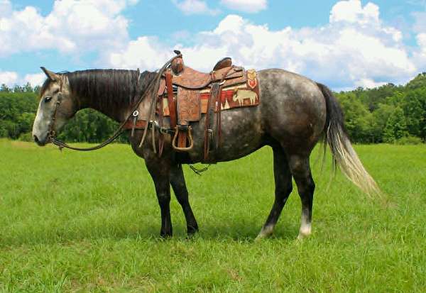 all-around-quarter-horse