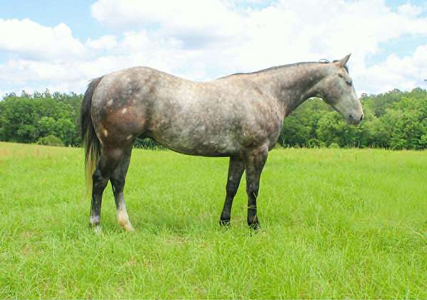 athletic-quarter-horse