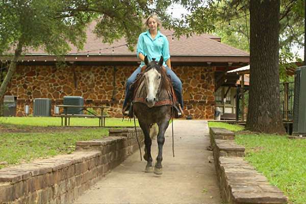 flashy-quarter-horse
