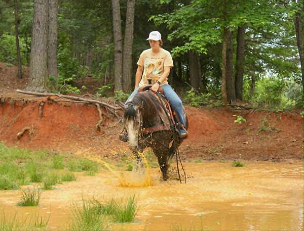 endurance-quarter-horse