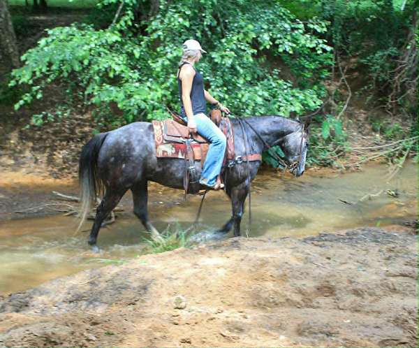performance-quarter-horse