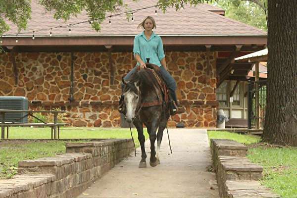 ranch-quarter-horse