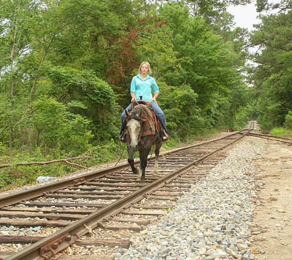 ranch-versatility-quarter-horse