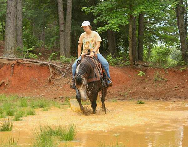 trail-quarter-horse