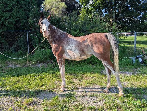 white-socks-strip-star-face-horse