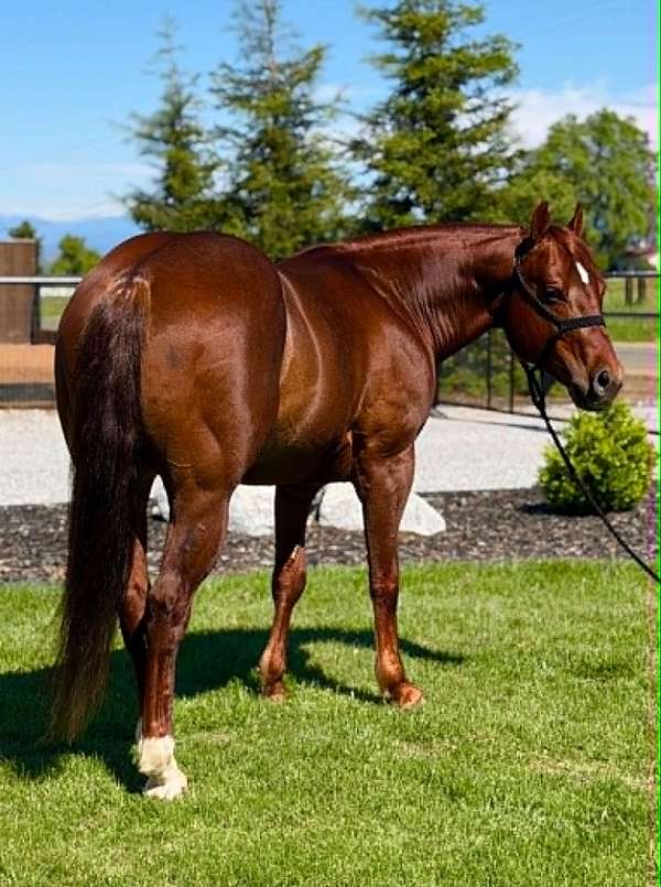 all-around-quarter-horse