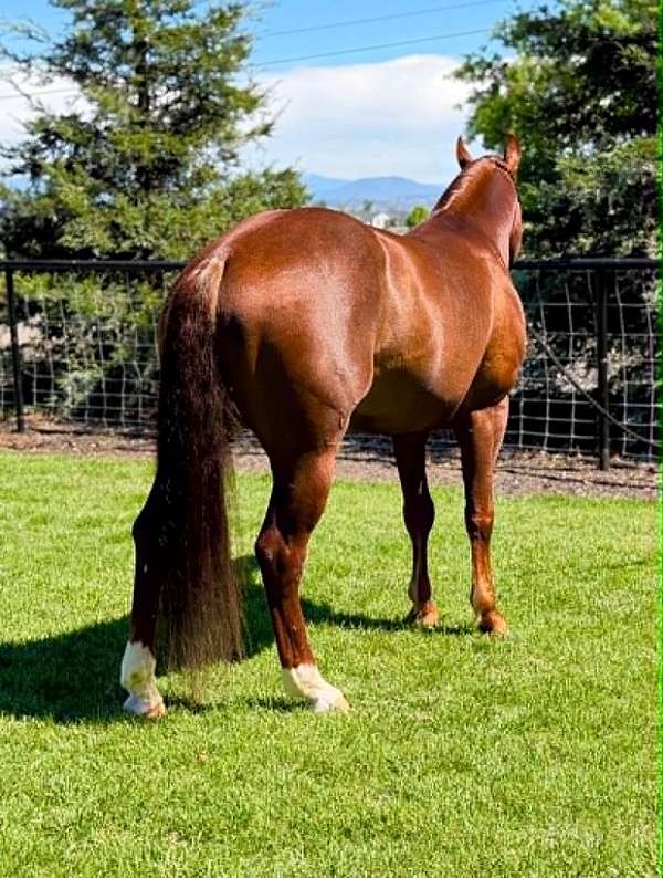 athletic-quarter-horse