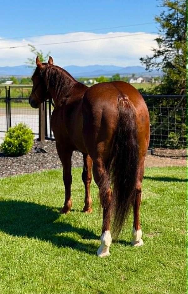 endurance-quarter-horse